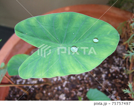 里芋 葉 水滴 植物の写真素材