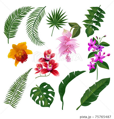 ジャングル 密林 花柄 トロピカルのイラスト素材