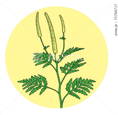 ブタクサ花粉の写真素材