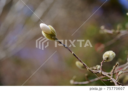 木蓮 つぼみ 蕾 芽吹きの写真素材