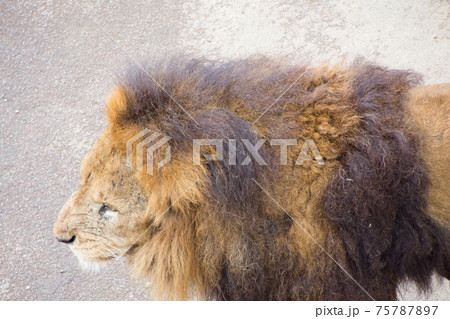 ライオン 横顔 動物 百獣の王の写真素材