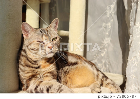 動物 猫 ウインク ペットの写真素材