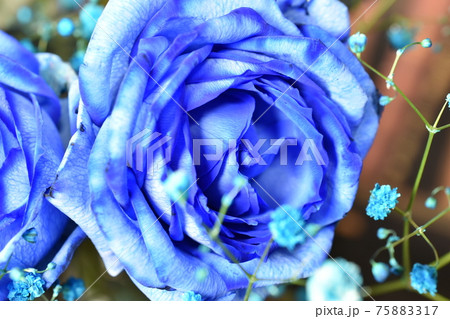 バラ 青いバラ ブルーローズ 生花の写真素材