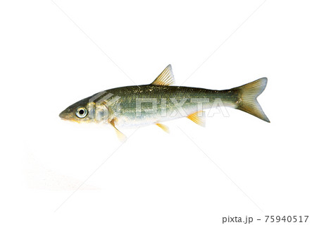 ウグイ 川魚の写真素材