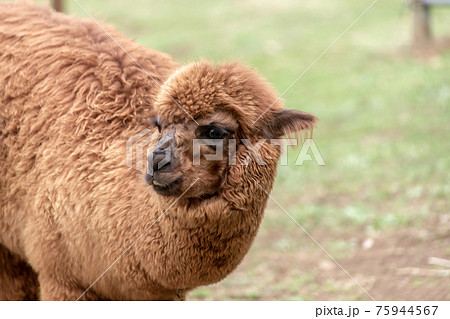 ラクダ科の写真素材