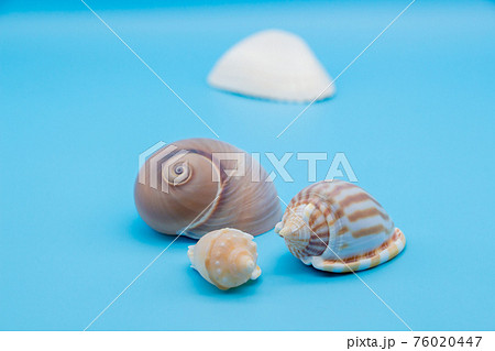巻貝の写真素材