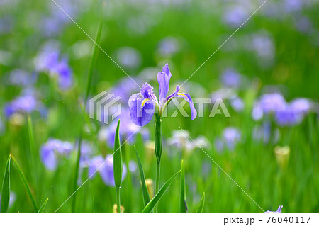 オクラレルカ 花 風景 植物の写真素材