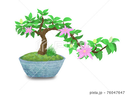 盆栽のイラスト素材集 ピクスタ