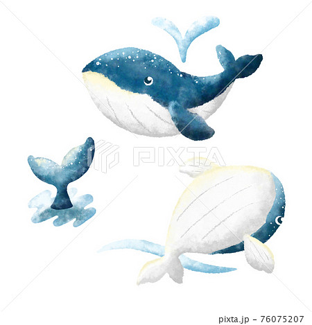 クジラ かわいい イラスト 動物の写真素材