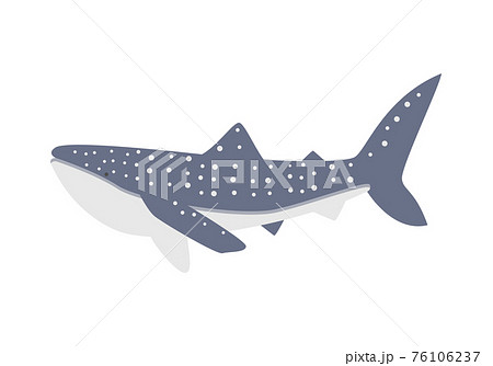 ジンベエザメ サメ 魚 かわいいのイラスト素材