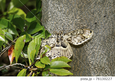 蛾 ガ かわいい 可愛いの写真素材