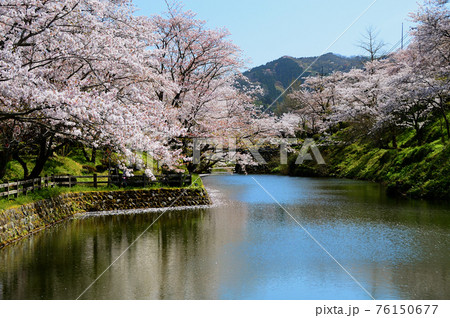 桜 鹿野城跡公園 鳥取の写真素材