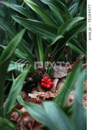 万年青 オモト 植物 実の写真素材