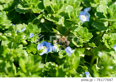 春 雑草 野草 青い花の写真素材