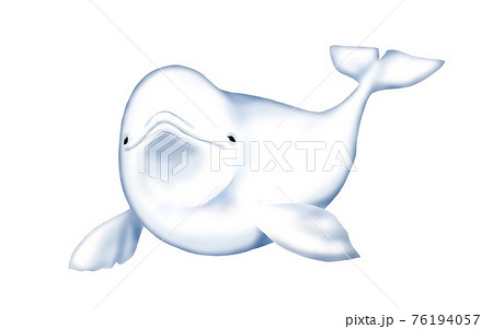 ベルーガ シロイルカ イルカ 顔の写真素材