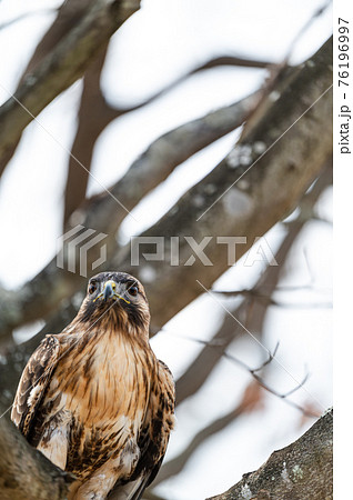 ノスリの写真素材