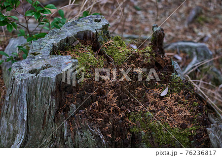 朽ちた木の写真素材 朽ちた木の写真素材