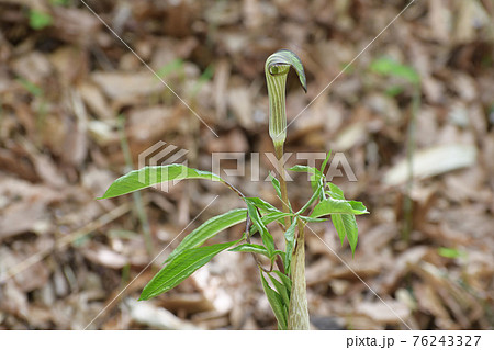 マムシグサ 多年草 サトイモ科 雑草の写真素材 - PIXTA