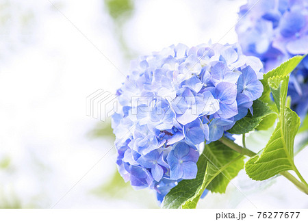 花 壁紙 紫陽花 梅雨の写真素材