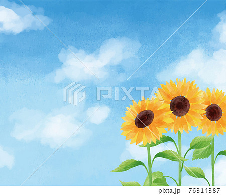 ヒマワリ畑 花畑 向日葵 スケッチのイラスト素材