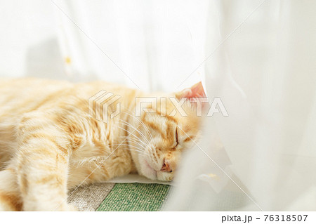 動物 寝顔の写真素材