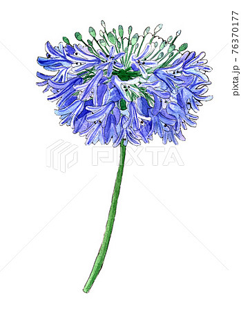 アガパンサス かなり前に描いたもの また描きたい 夏この花は色