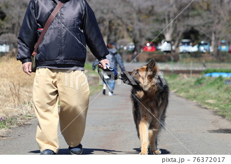 シェパード 警察犬 可愛い 家族の写真素材