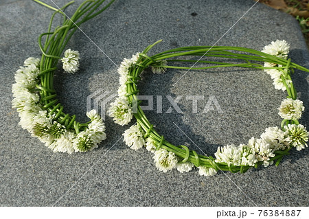 シロツメクサ冠 花かんむり クローバー シロツメクサの写真素材
