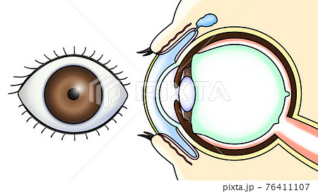 眼球のイラスト素材