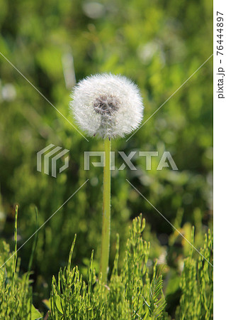 白い綿毛 植物の写真素材