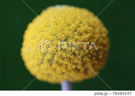 花 黄色い花 丸い花 ゴールドスティックの写真素材