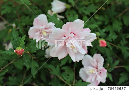 ムクゲ 八重咲き 花 木槿花の写真素材 ムクゲ 八重咲き 花 木槿花の写真素材