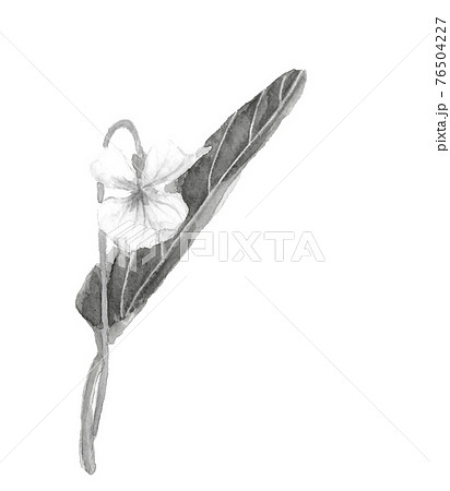 菫のイラスト素材