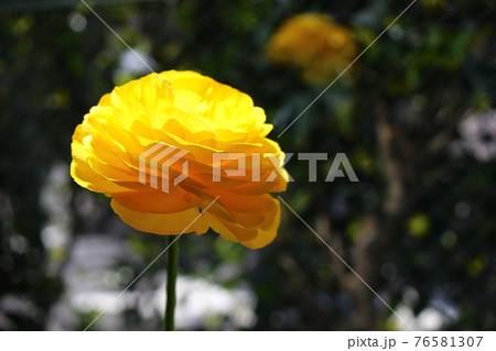 凛とした花の写真素材