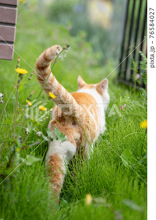 動物 猫 歩く 後ろ姿の写真素材