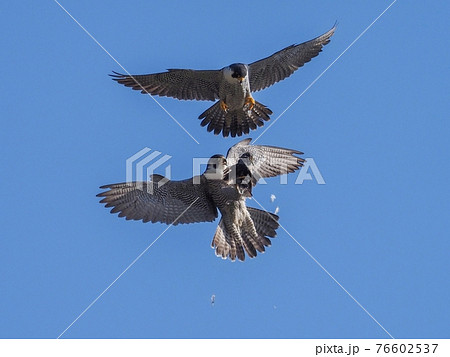 ハヤブサ 自然 鳥 かっこいいの写真素材