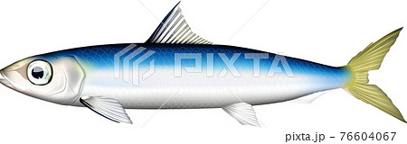 うるめイワシのイラスト素材 - PIXTA