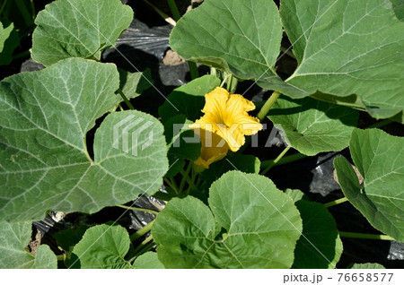 カボチャの花粉の写真素材