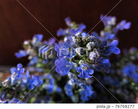 花 アジュガ 花壇 草花 グランドカバーの写真素材