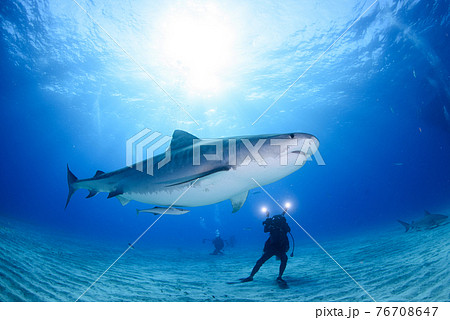 サメ 鮫 の写真素材集 ピクスタ
