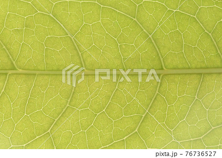 葉 葉っぱ 葉脈 脈の写真素材