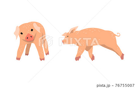 足 蹄 豚 ブタ 動物の写真素材