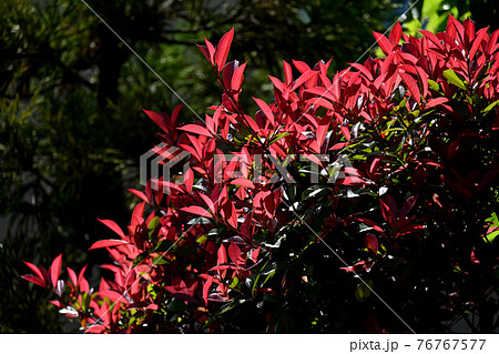 かなめがしの写真素材