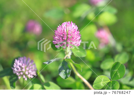 赤紫の花 雑草 植物の写真素材