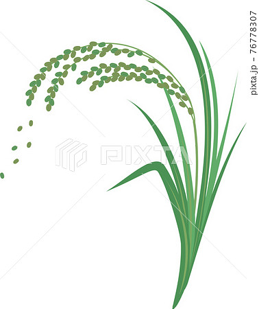 稲苗のイラスト素材