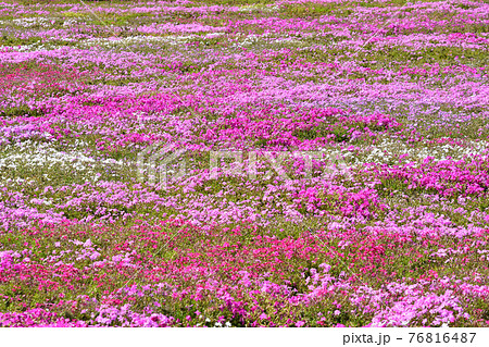 シバザクラ種の写真素材