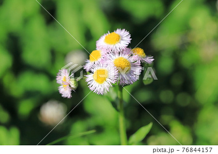 ハルシオン 花 雑草の写真素材