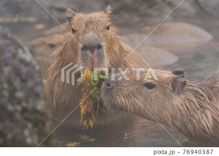 カピバラ温泉の写真素材