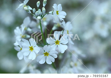 花弁七枚 白い花の写真素材