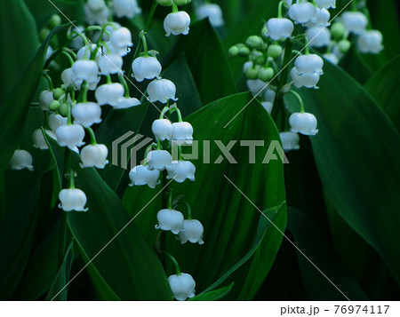 スズランに似た花の写真素材
